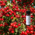 Hawthorne Tincture
