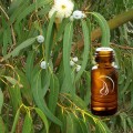 Eucalyptus Oil - 1/2 Ounce