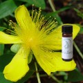 St. John's Wort Tincture