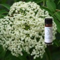 Elderberry Tincture