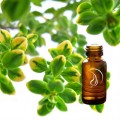 Thyme Oil - 1/2 Ounce