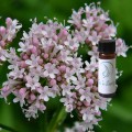 Valerian Tincture