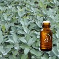 Sage Dalmation Oil - 1/2 Ounce