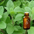 Marjoram Oil - 1/2 Ounce
