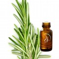 Rosemary Oil - 1/2 Ounce