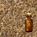 Carrot Seed Oil - 1/2 Ounce