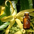 Ylang Ylang Oil - 1/2 Ounce