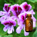 Geranium Rose Oil - 1/2 Ounce