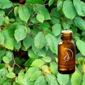 Birch Plant Oil - 1/2 Ounce