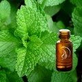 Peppermint Oil - 1/2 Ounce