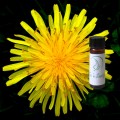 Dandelion Tincture