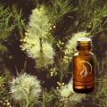 T-Tree Oil - 1/2 Ounce