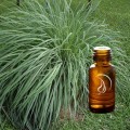 Citronella Oil - 1/2 Ounce