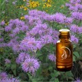 Bergamot Oil - 1/2 Ounce