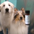 Distemper Tincture