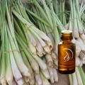 Lemongrass Oil - 1/2 Ounce