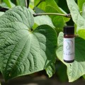 Kava Kava Tincture